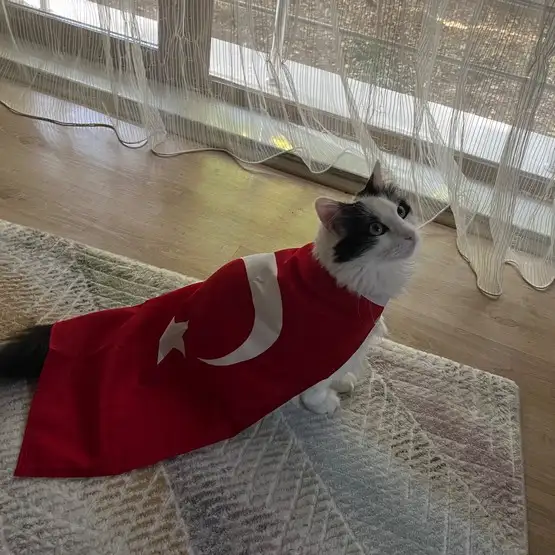 kedi bayrak (3).webp