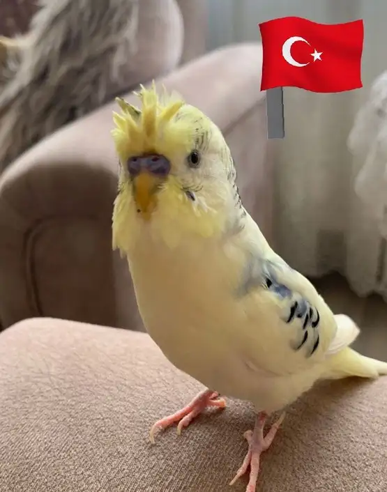 kedi bayrak (30).webp