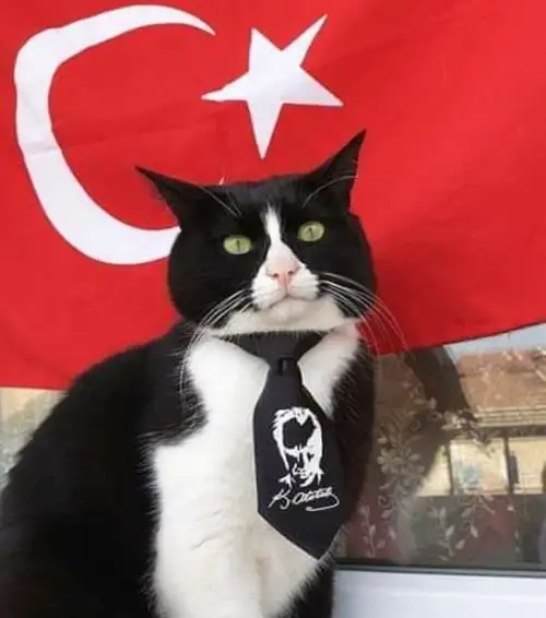 kedi bayrak (31).webp