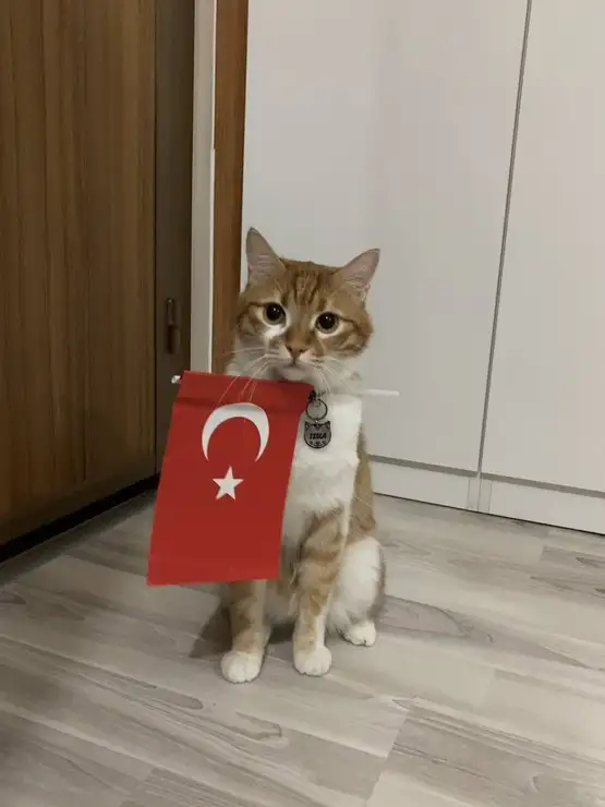 kedi bayrak (32).webp