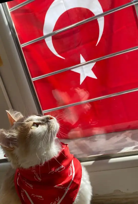 kedi bayrak (5).webp