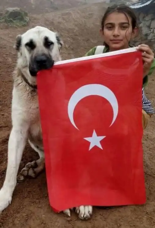 kedi bayrak (6).webp