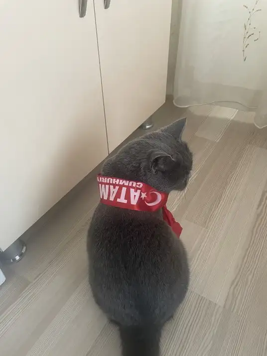 kedi bayrak (7).webp
