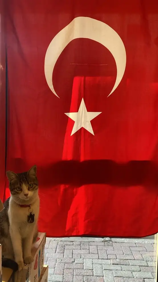 kedi bayrak (8).webp