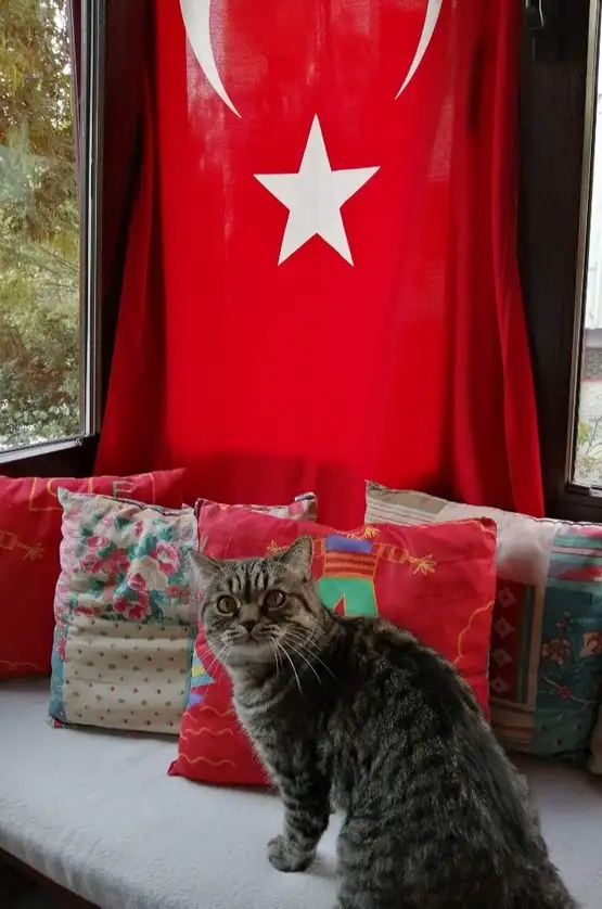 kedi bayrak (9).webp