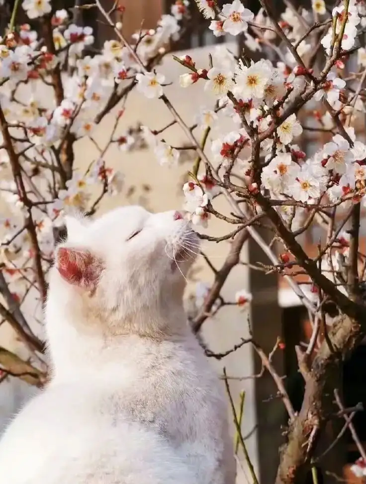 kedi çiçek (1).webp