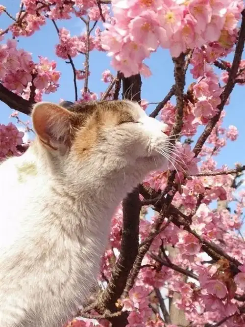 kedi çiçek (10).webp