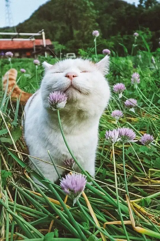 kedi çiçek (11).webp