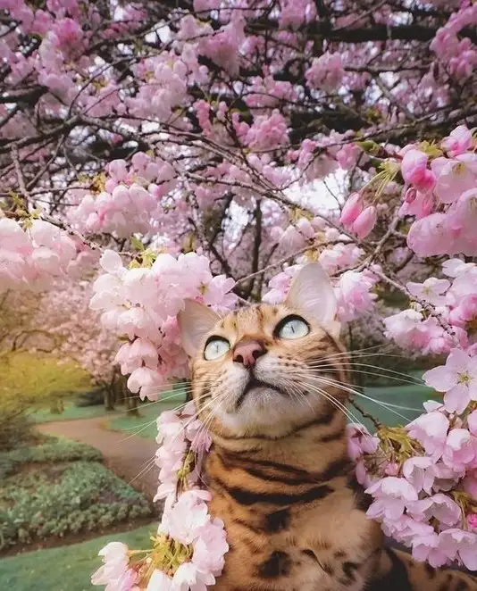 kedi çiçek (12).webp