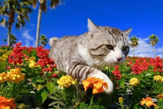 kedi çiçek (13).webp