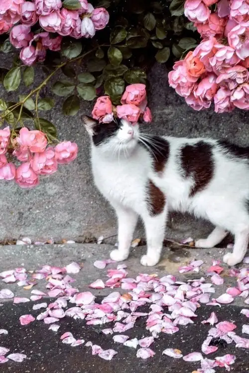 kedi çiçek (14).webp