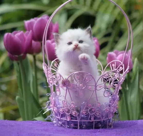 kedi çiçek (15).webp