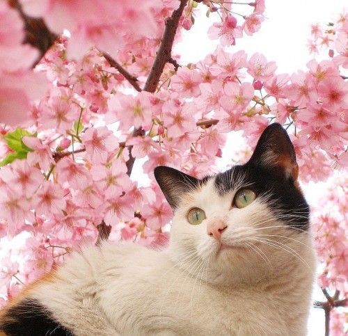 kedi çiçek (16).jpg