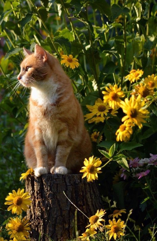 kedi çiçek (17).jpg