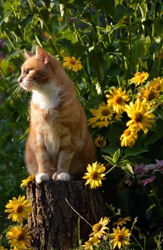 kedi çiçek (17).webp