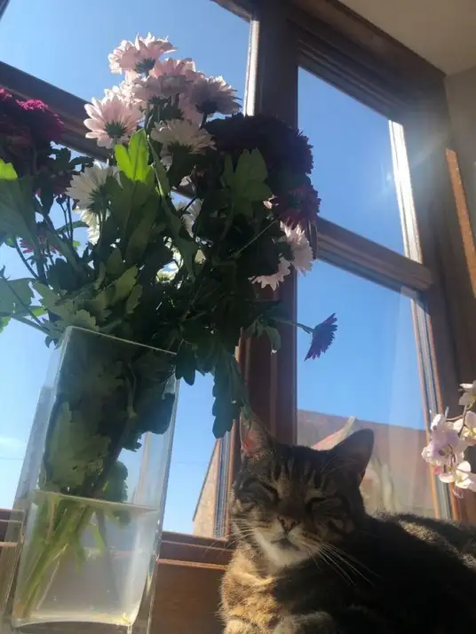 kedi çiçek (2).webp