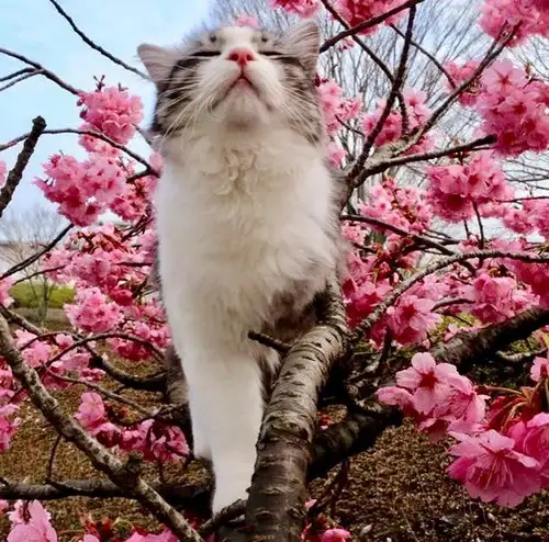kedi çiçek (20).webp