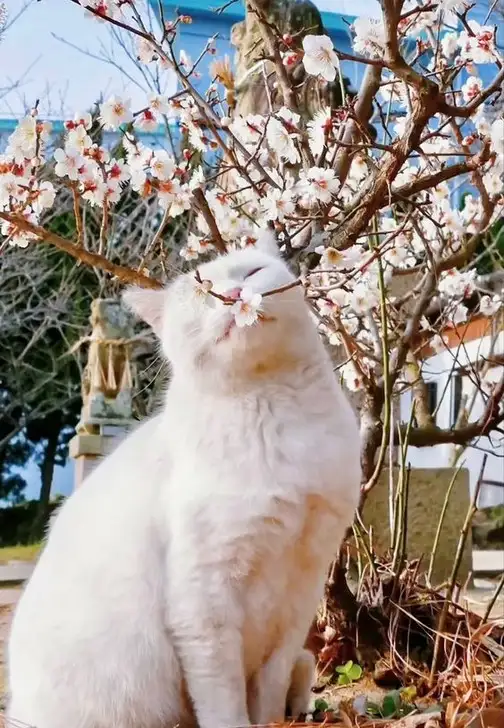 kedi çiçek (3).webp