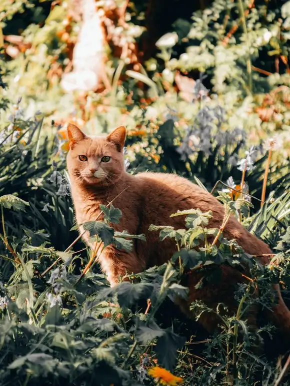 kedi çiçek (5).webp