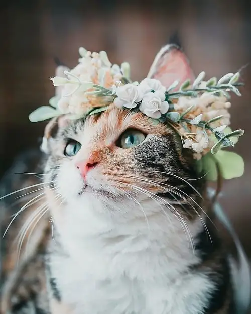 kedi çiçek (7).webp