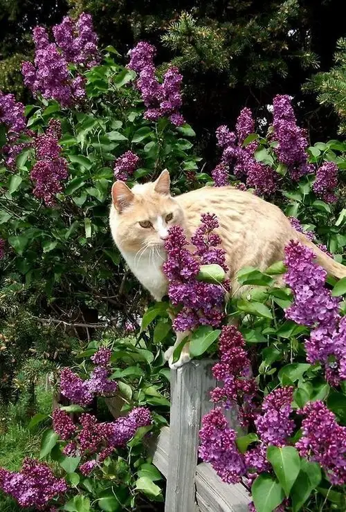 kedi çiçek (9).webp