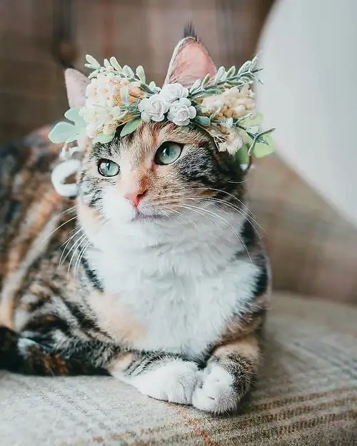 kedi çiçek0.webp