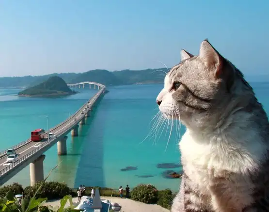 kedi ddeniz (2).webp