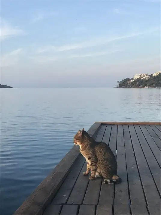kedi ddeniz (3).webp