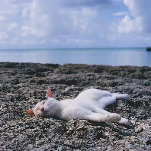 kedi ddeniz (6).webp