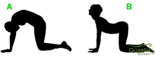 kedi-deve-hareketi2.webp