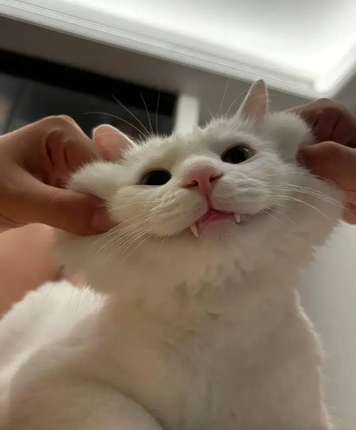 kedi dişş (1).webp