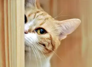 kedi-fobisi-korkusu-nedir-psikolojik-tedavi-yontemleri-nelerdir.webp