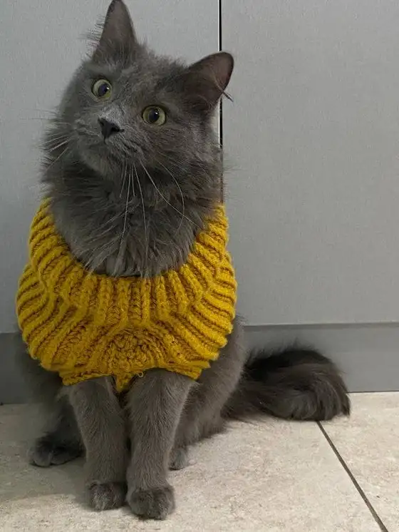kedi haft (10).webp