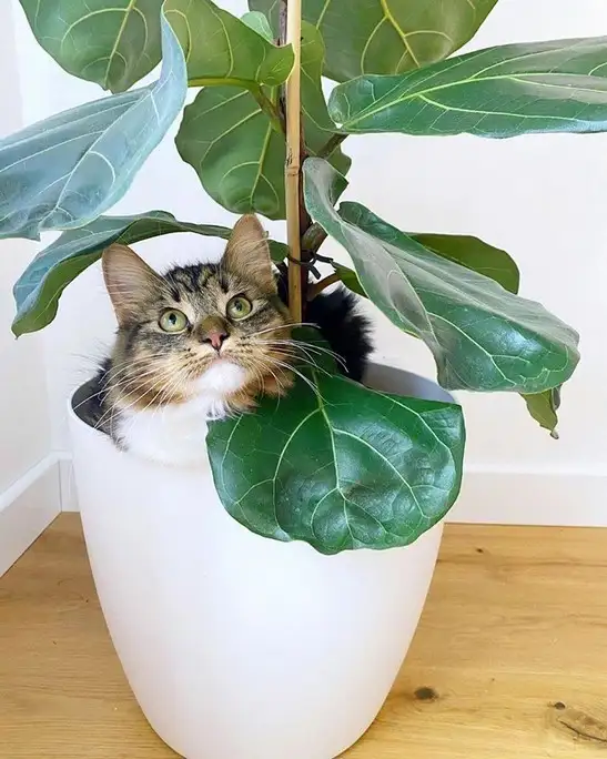 kedi haft (11).webp