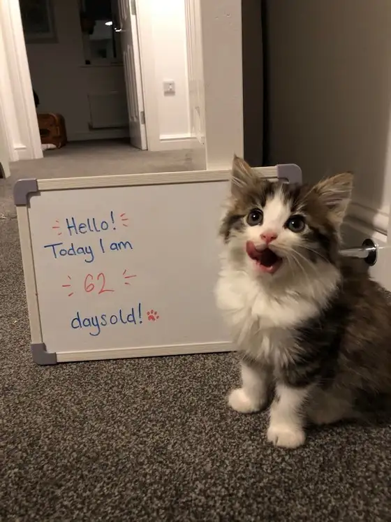 kedi haft (12).webp
