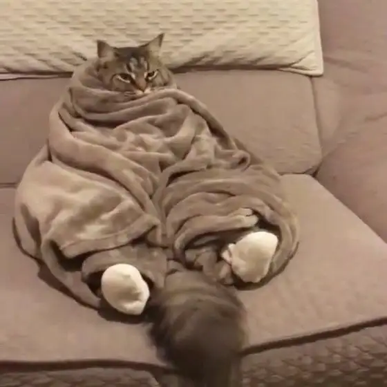 kedi haft (13).webp