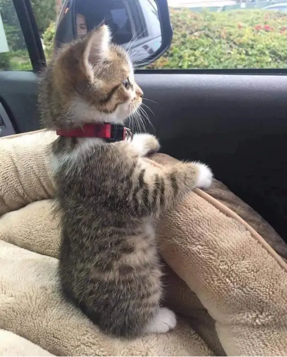 kedi haft (14).webp