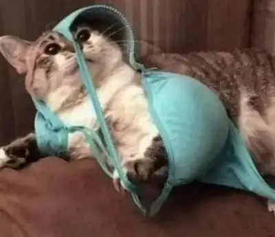 kedi haft (18).webp