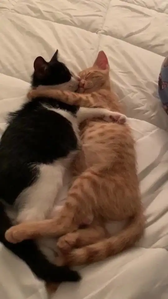 kedi haft (18).webp