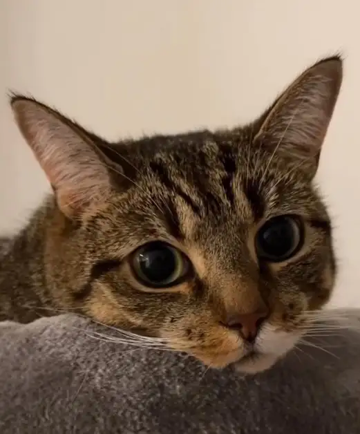 kedi haft (19).webp