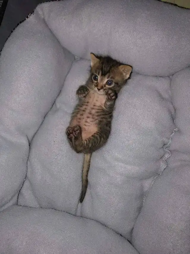 kedi haft (19).webp