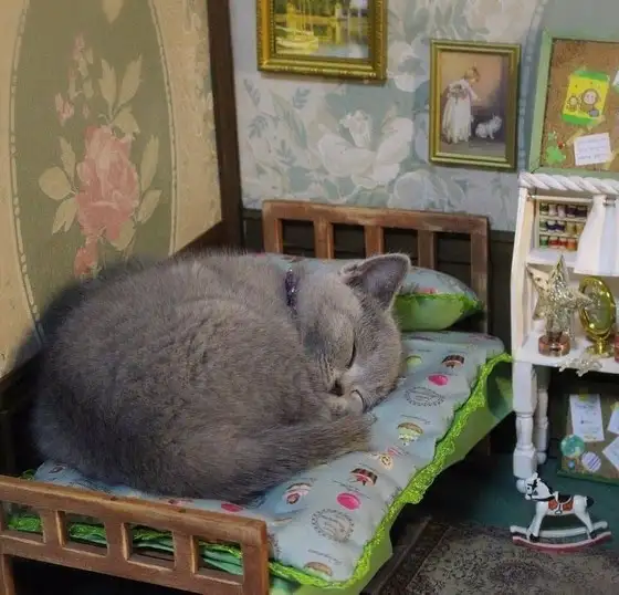 kedi haft (2).webp