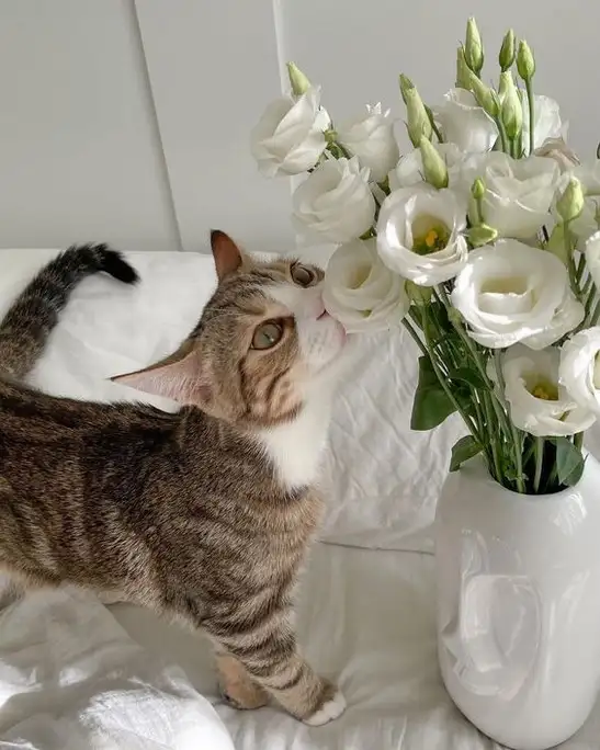 kedi haft (21).webp