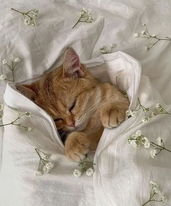 kedi haft (22).webp