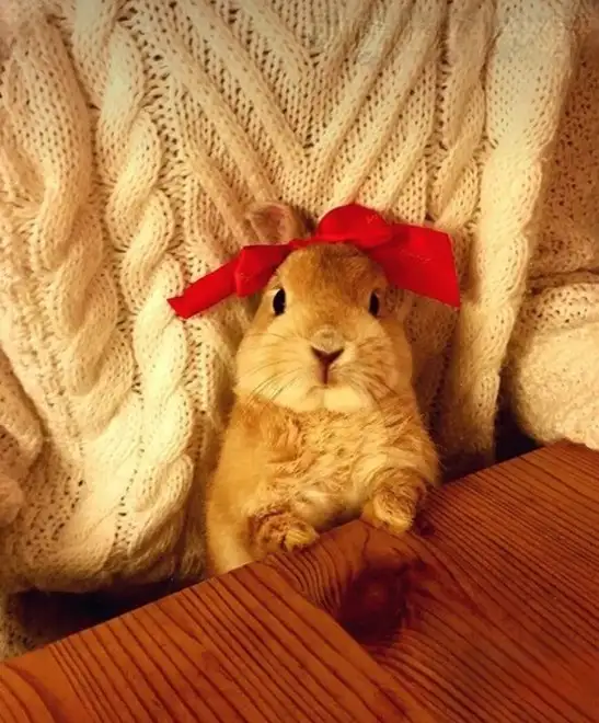 kedi haft (23).webp