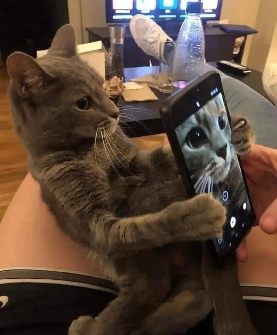 kedi haft (3).webp