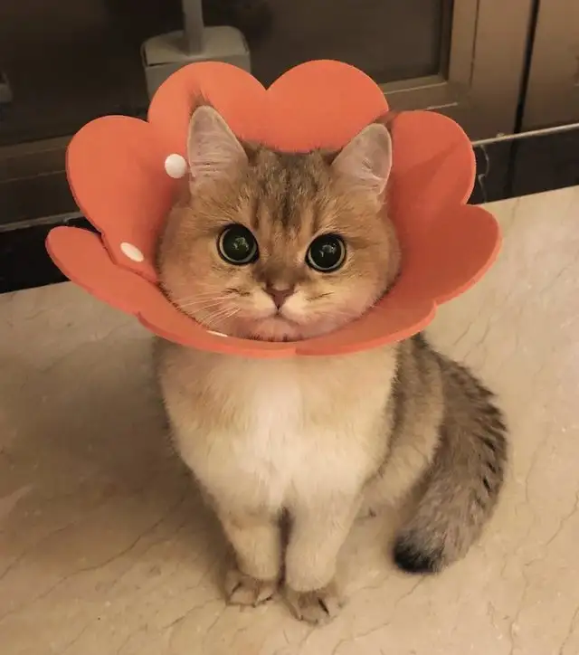 kedi haft (4).webp