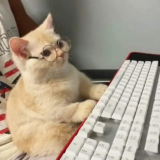 kedi haft (5).webp