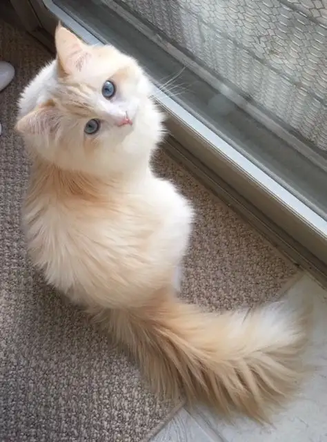 kedi haft (6).webp