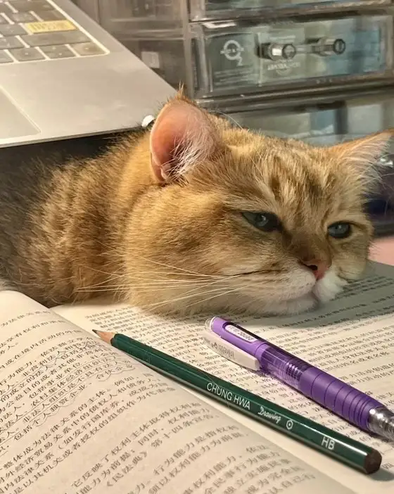 kedi haft (7).jpg
